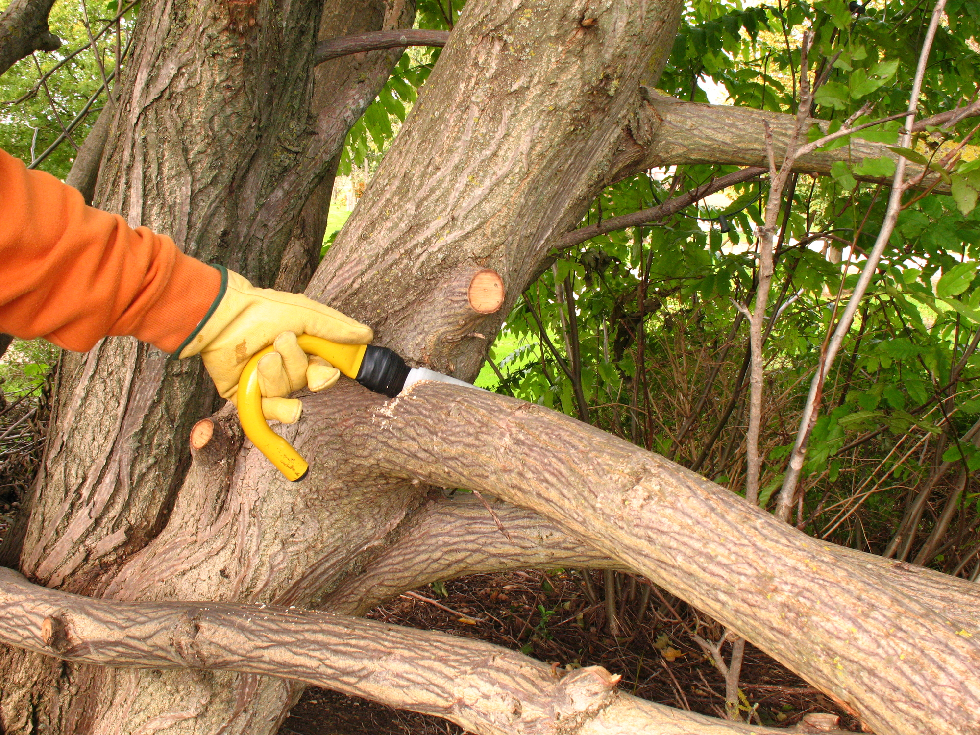 Professional tree removal service in Deale Maryland